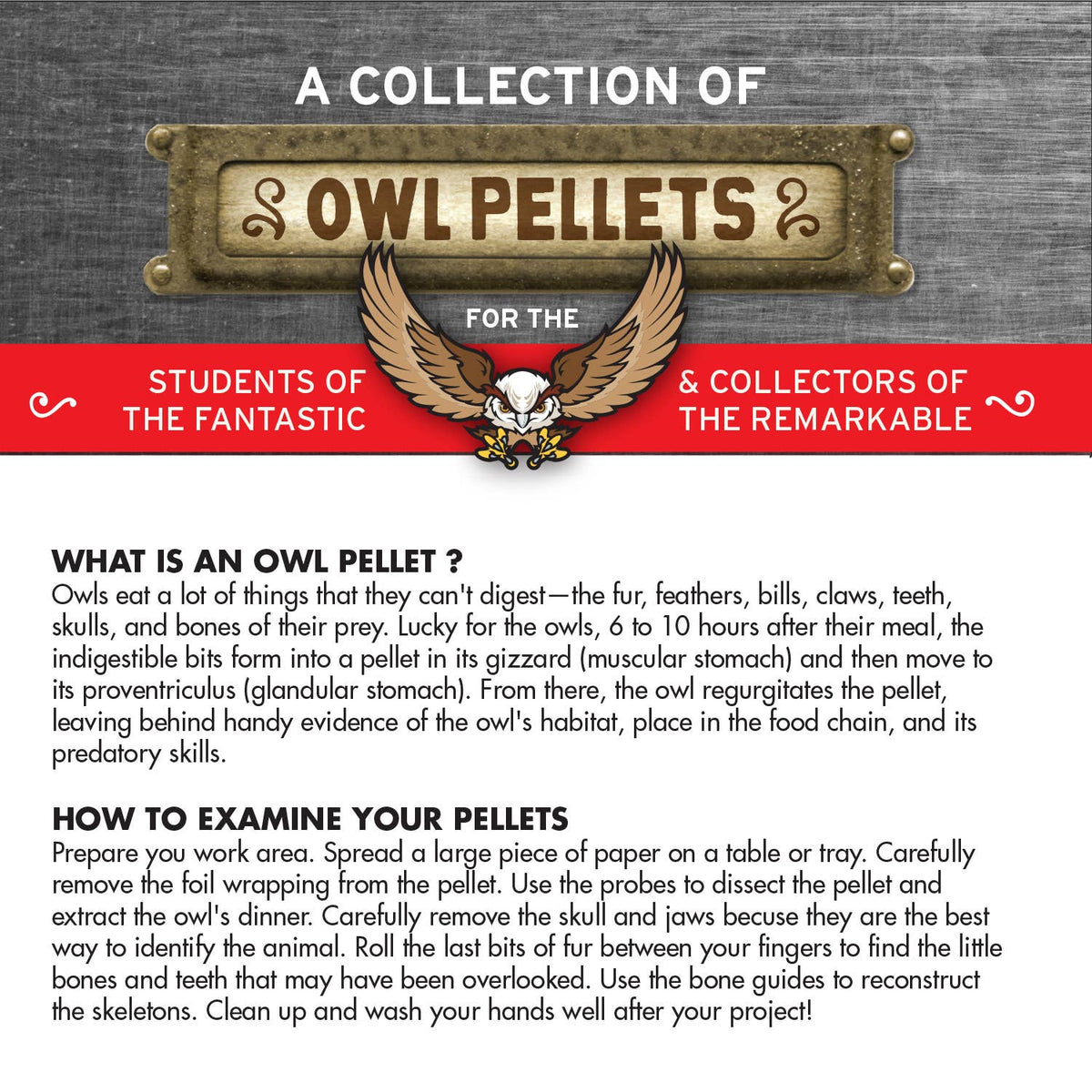 Cabinet of Owl Pellets -Dissection Kit Science