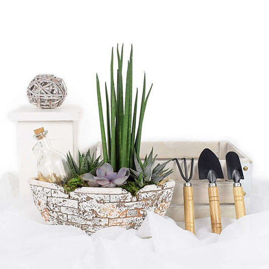 Potted Succulent Garden from Monthly Sommelier USA - Plant Gift - USA Delivery